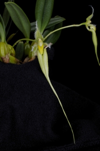 Bulbophyllum fascinator var. alba Green Dragon CHM/AOS 82 pts.